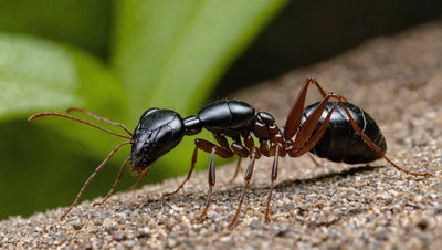 Discover the Perfect Accessories for Your Ant Keeping Hobby