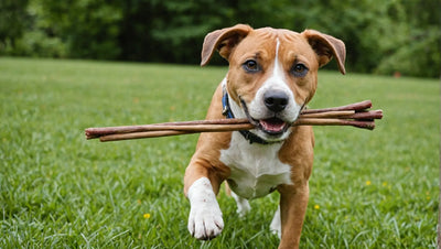 Keep Your Dog Busy and Happy with Bully Sticks