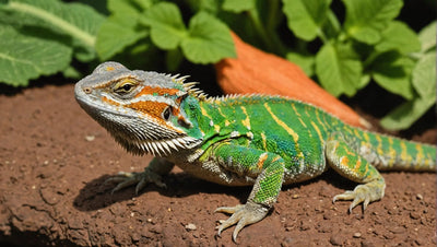 Bearded Dragon Diet: How to Feed Your Pet Vegetables