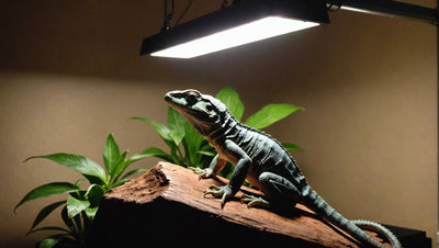 How to Choose the Right Arcadia UVB Light Fixture for Your Reptile