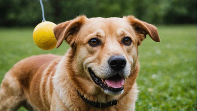 Squeaky Dog Toys: The Perfect Playtime Companion