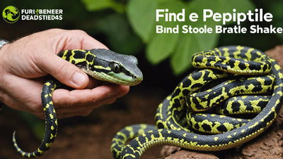 Find the Perfect Reptile Breeders: A Comprehensive Guide