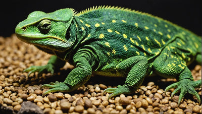 The Top 5 Live Food Options for Your Reptiles