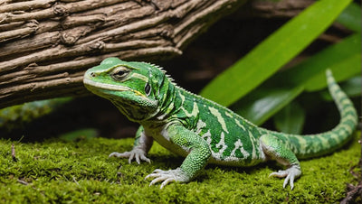 The Best Online Pet Store for Reptile Owners