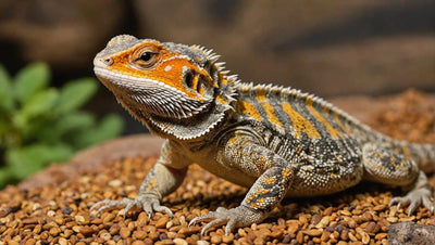 Petco Bearded Dragon Food: A Complete Guide to Feeding Your Reptile