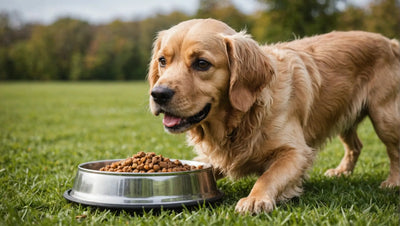Best Cheap Wet Dog Food: Affordable and Nutritious Options