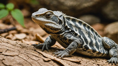 The Benefits of Dry Reptile Food for Your Pet