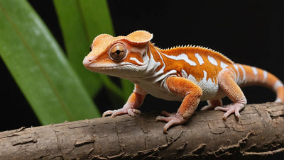 Crested Gecko: The Beauty of the Cherry Bomb Variation