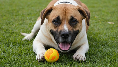 Good Dog Toys for Heavy Chewers