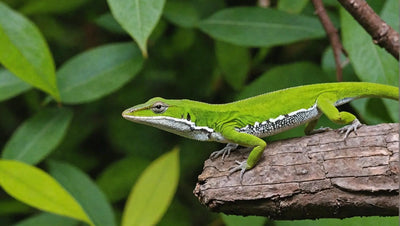 Anole Lizard Diet: A Guide to Proper Nutrition for Anoles