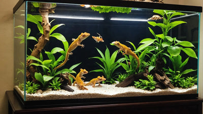 Crested Gecko Tank Decor Ideas