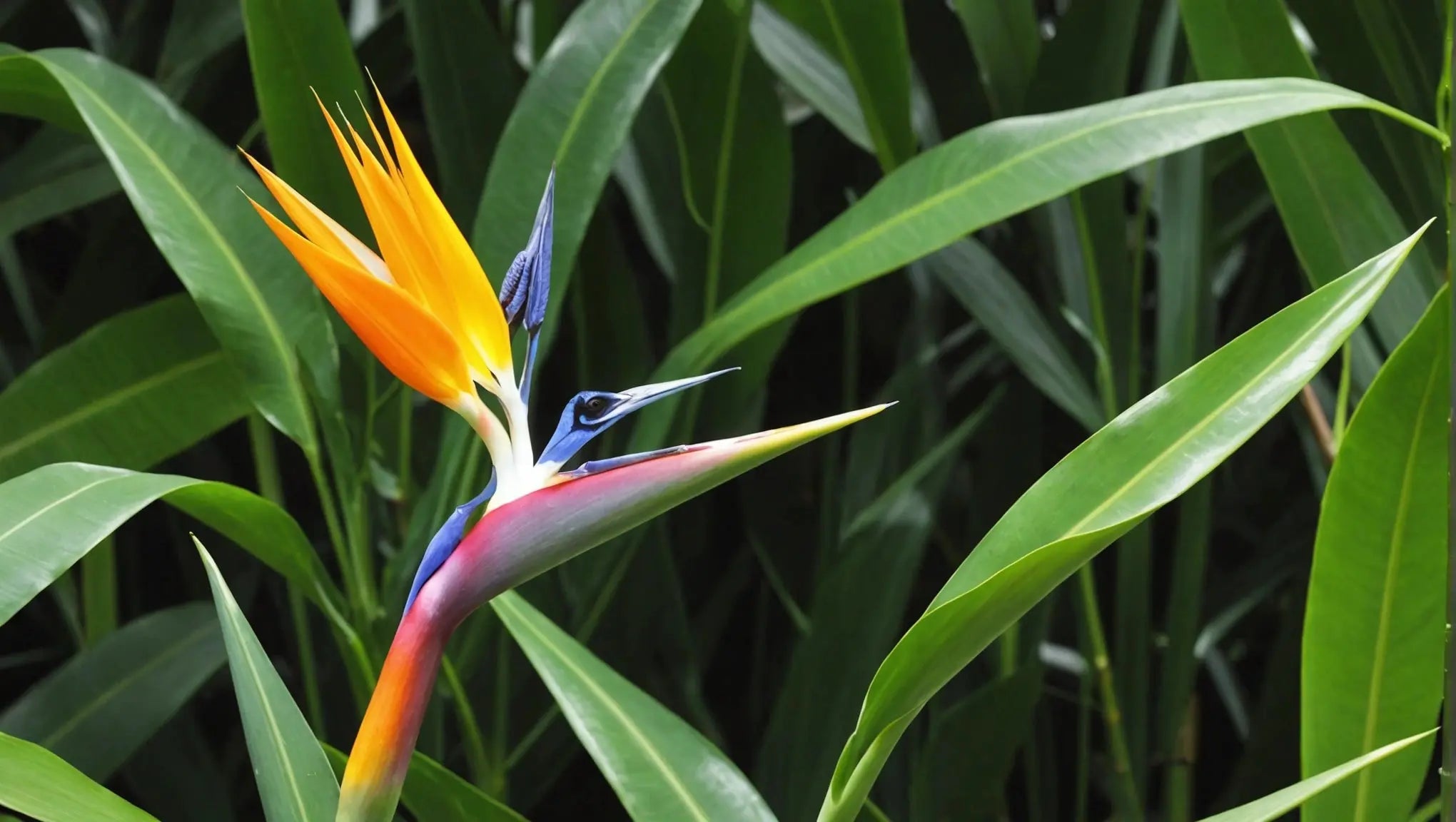 How-much-light-does-a-bird-of-paradise-need Talis Us