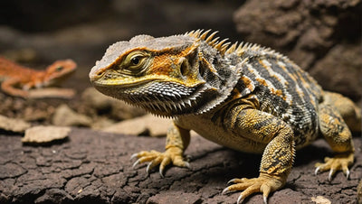 Essential-Foods-for-Bearded-Dragons-Diet Talis Us