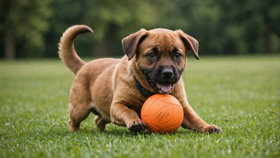 The Ultimate Guide to Choosing the Right Dog Ball Toy