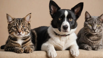 Talis-us Dog & Cat Store - Your One-Stop Shop for Dogs and Cats