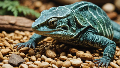 7 Must-Have Freeze-Dried Food for Reptiles