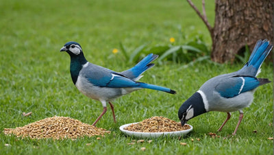 The Benefits of Organic Bird Food for a Healthy Flock