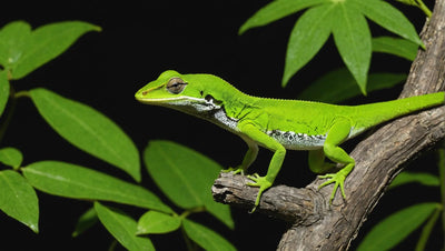 Green Anole Lighting Guide