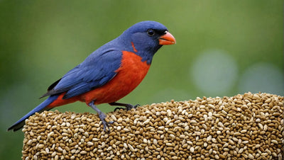 Ensure Your Birds Stay Healthy with Premium Natural Bird Food