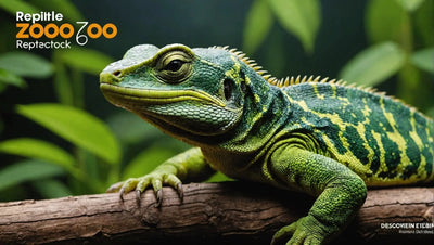 Reptile Zoo: Discover the Fascinating World of Reptiles