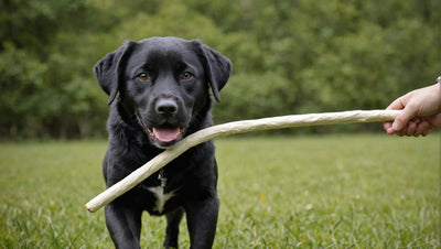 Keep Your Dog Busy and Happy with Rawhide Chews