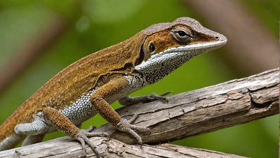 Brown Anole Diet: What Do Brown Anoles Eat?