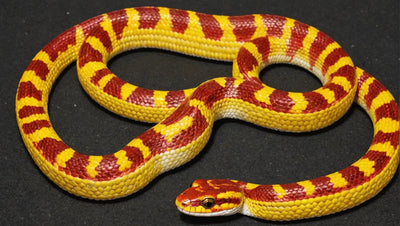 Corn Snake Heat Mat: Temperature Guide