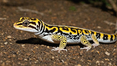 Understanding Wattage for Leopard Geckos