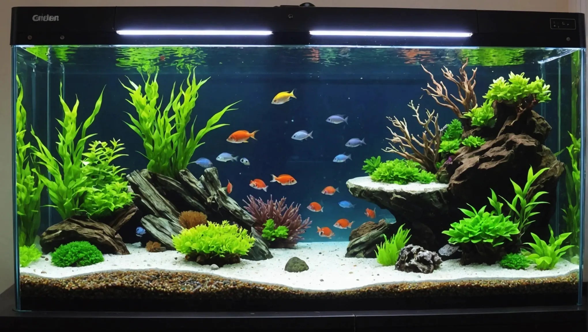 Create a Stunning Fish Tank with the Best Fish Tank Accessories