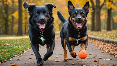 Unleash Fun and Energy with Balls and Fetch Toys for Dogs