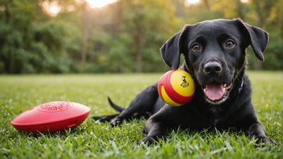 10 Best Dog Toys for Playful Pups