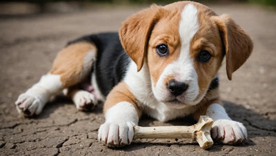 Chew Bones for Puppies: Under 3 Months