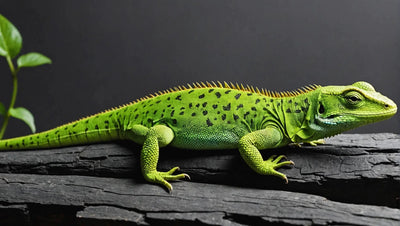 Lizard Decor for Stylish Home