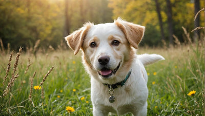 Natural Pet Treats and Supplies for Happy and Healthy Pets