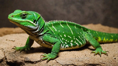 Reptile Vet Near Me - Find a Nearby Reptile Veterinarian