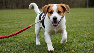 Keep Your Dog Active with Rope and Tug Dog Toys