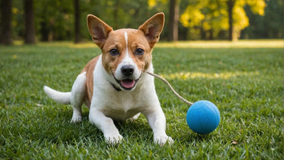 10 Must-Have Dog Toys for Active Dog Owners