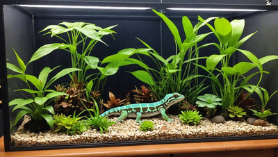 Gecko Cage Decor Ideas