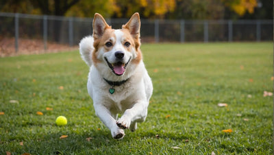 Mental Stimulation for Dogs: 5 Fun and Engaging Activities