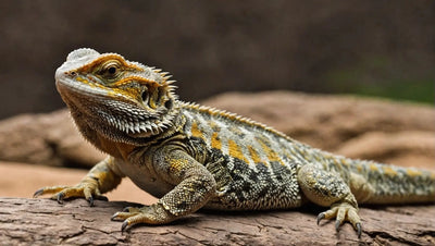 Bearded Dragon as a Pet: Everything You Need to Know