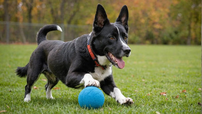 Keep Your Dog Entertained with Safe and Durable Dog Toys