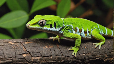 The Top Reptile Food Options for Your Gecko