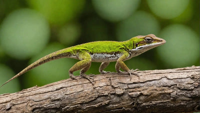 Brown Anole Food: What to Feed Your Pet Lizard