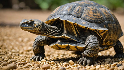 Komodo Tortoise Food: A Nutritious Diet for Your Reptile