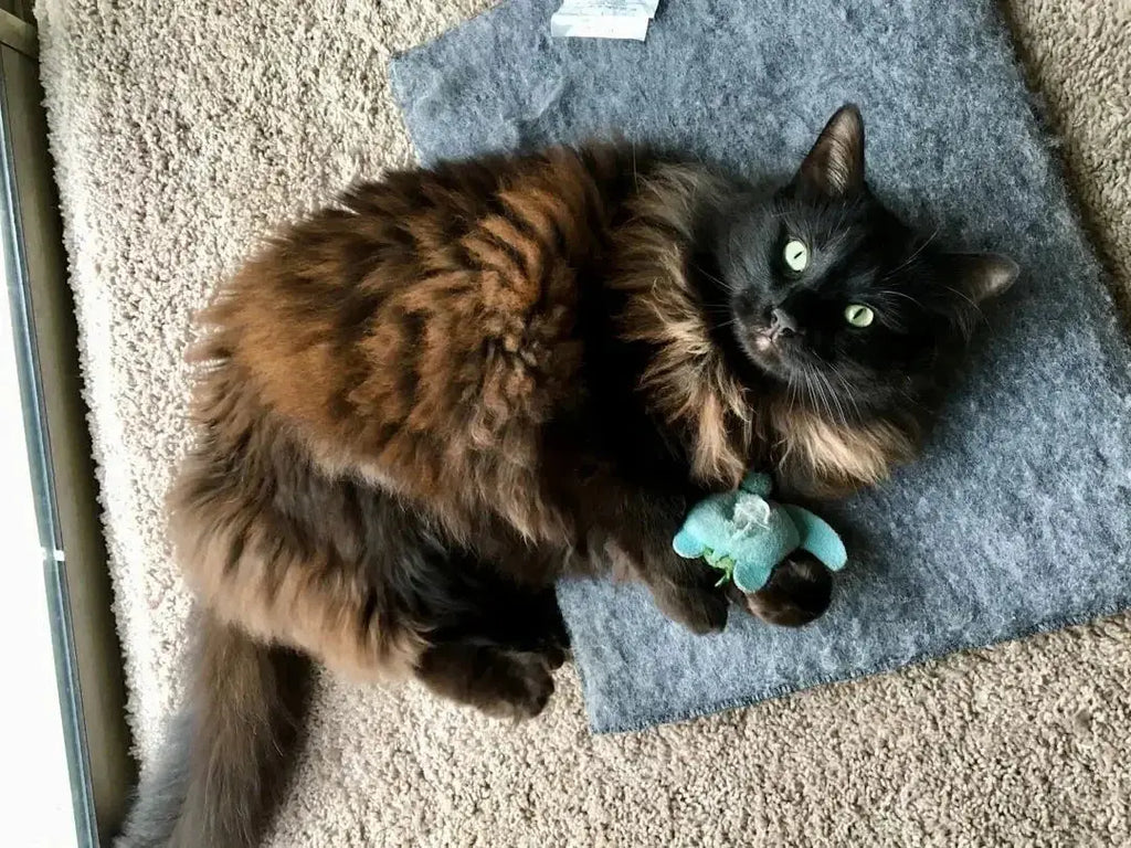 Top 10 Engaging Cat Toys for Play - Talis Us