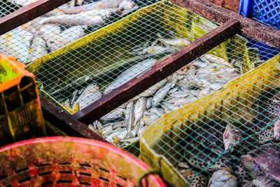 Top 10 Fish Food Options for Your Aquarium - Talis Us