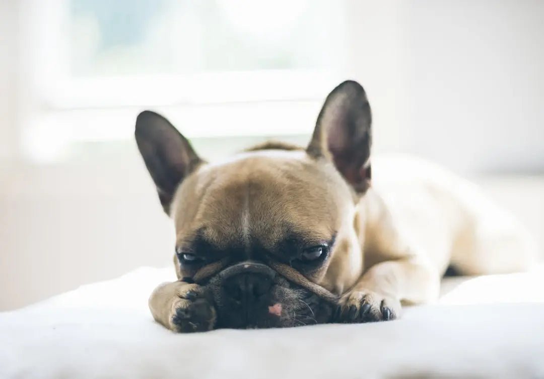 Top 10 Hypoallergenic Quiet Dog Breeds - Talis Us