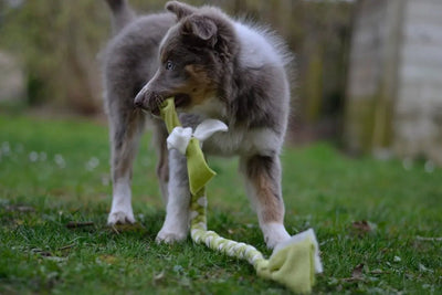 Top 10 Indestructible Dog Toys Reviewed - Talis Us