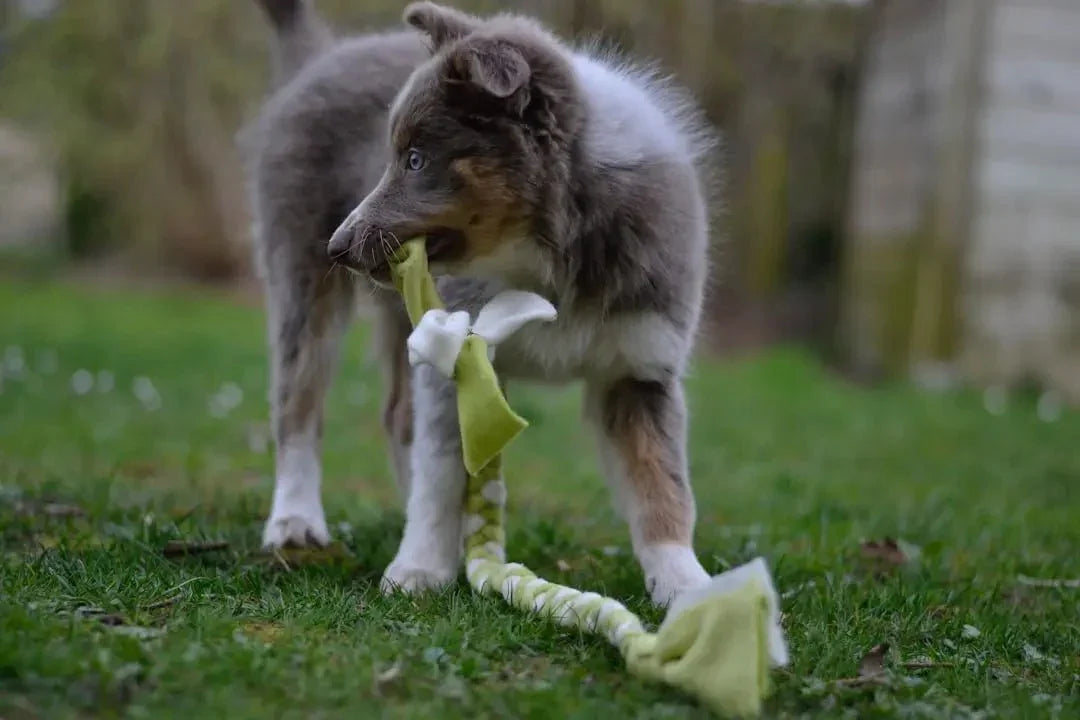 Top 10 Indestructible Dog Toys Reviewed - Talis Us