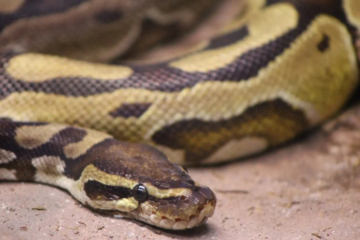Top 10 Mistakes Reptile Owners Make and How to Avoid Them - Talis Us